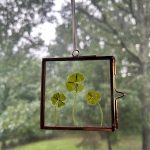 Four Leaf Clover Suncatcher, Floating Frame, Pressed Flower, Pressed Plant, Lucky Wall Art, Rare, Unique Gift, Wedding Gift, Graduation Gift
