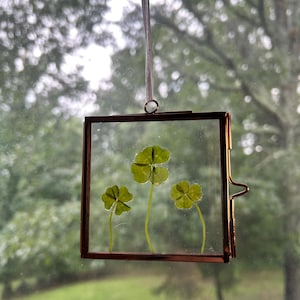 Four Leaf Clover Suncatcher, Floating Frame, Pressed Flower, Pressed Plant, Lucky Wall Art, Rare, Unique Gift, Wedding Gift, Graduation Gift